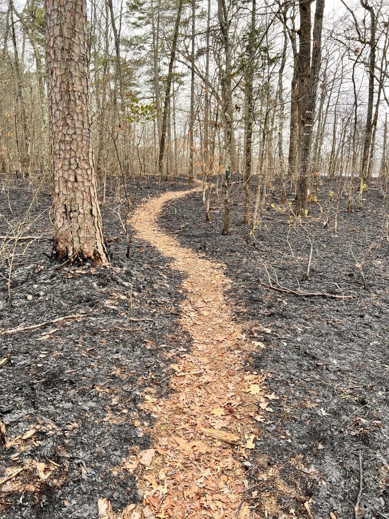 A dirt path winding through a charred forest, with blackened ground and a few sparse trees showing signs of recent fire damage.