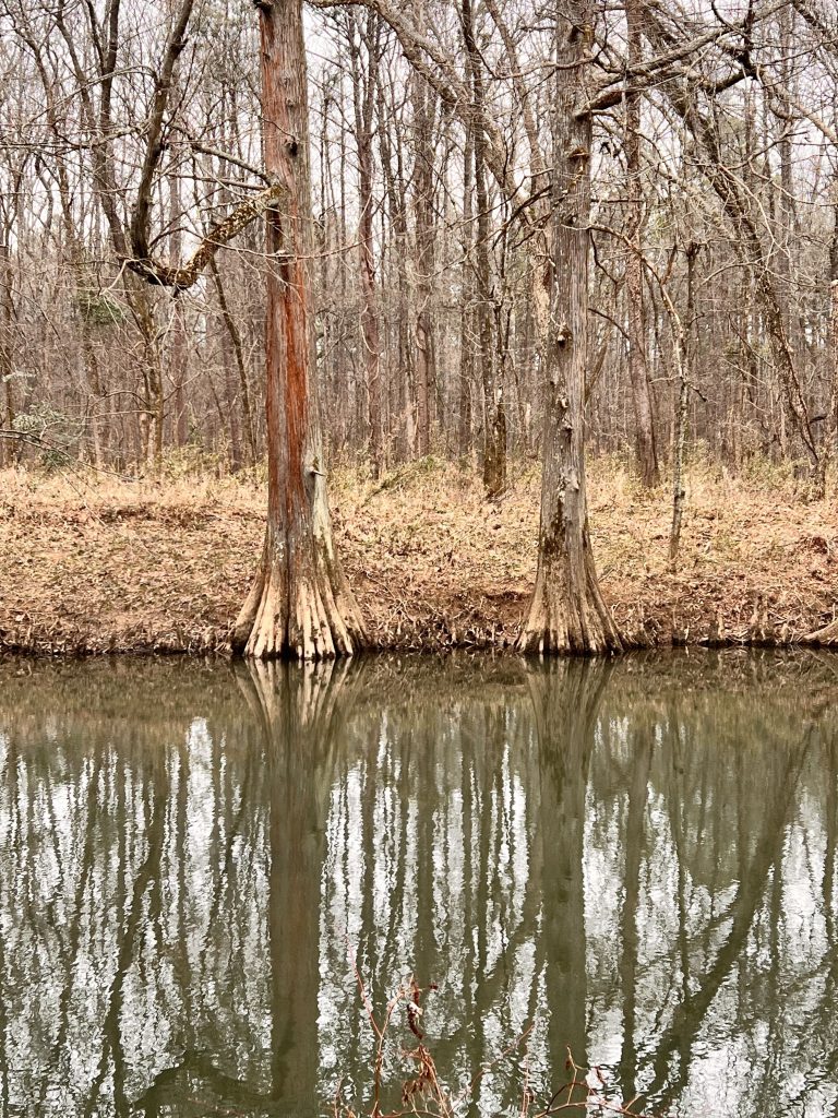 Two tall trees with prominent roots reflected in a calm body of water, surrounded by a wooded area in early spring.