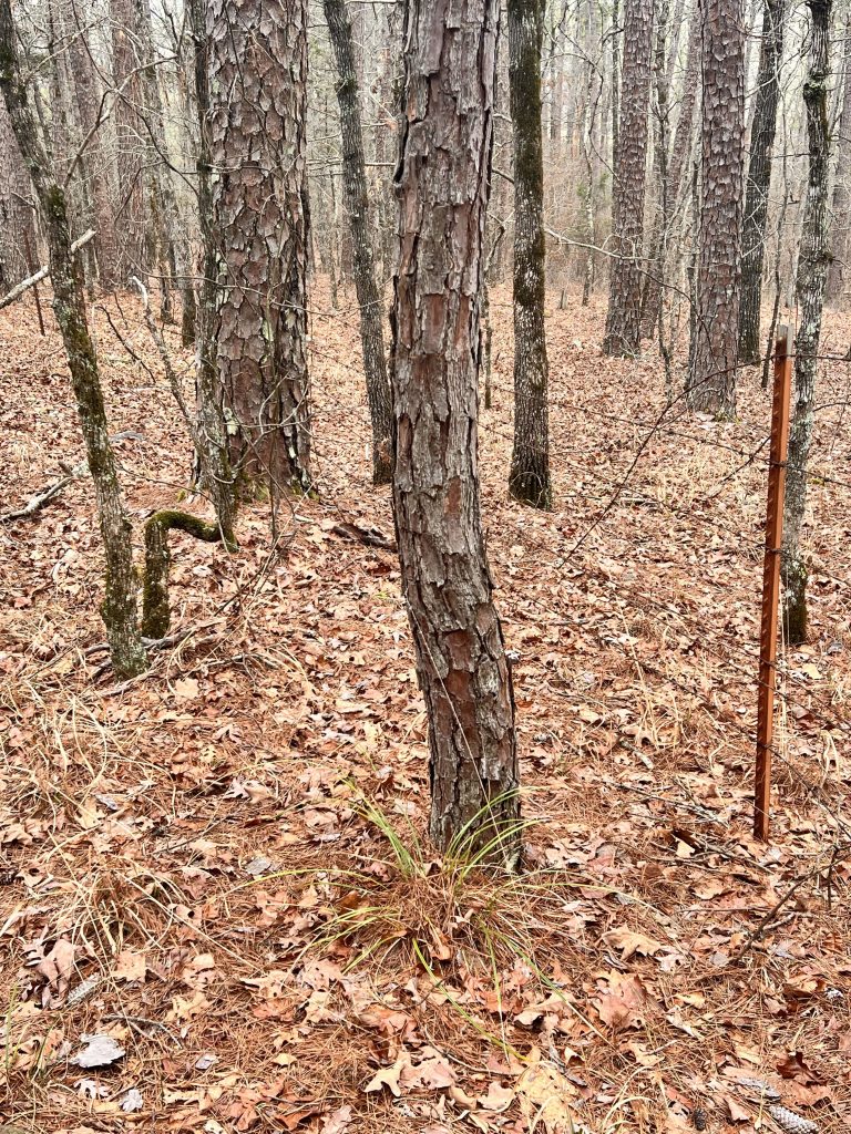 A forest scene featuring tall trees with textured bark, surrounded by fallen leaves and sparse undergrowth.