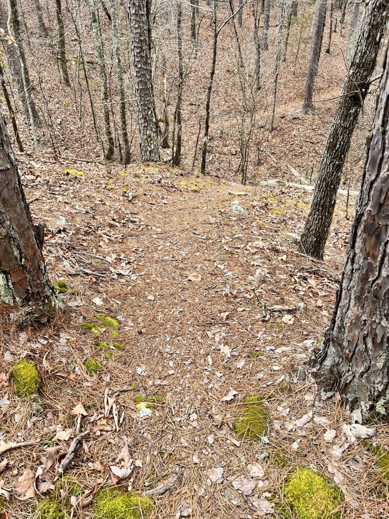 A narrow dirt path lined by trees in a forest, covered with pine needles and leaves.