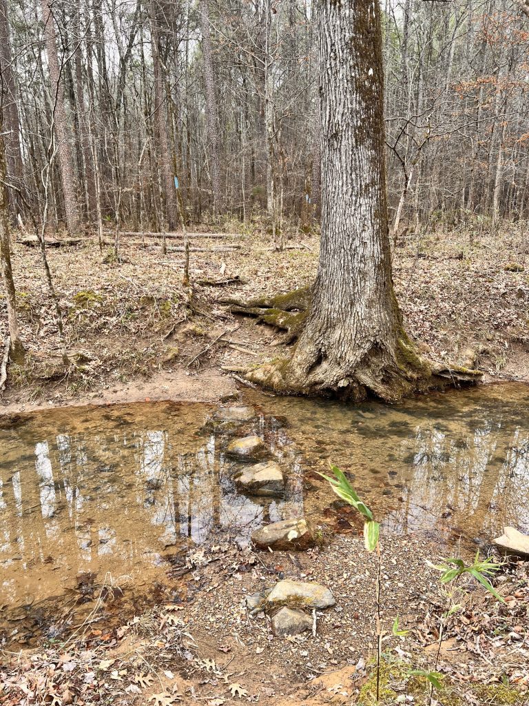 A serene forest scene featuring a large tree beside a clear, shallow stream with stepping stones leading across the water. The background includes dense woods with bare trees and fallen leaves.