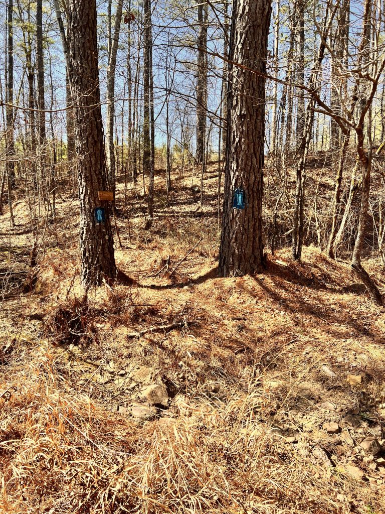Two pine trees in a wooded area, each with a blue marker attached to the trunk. The ground is covered with dry grass and scattered rocks, under a clear blue sky.