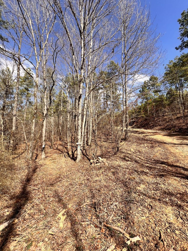 A narrow dirt path leads through a wooded area with bare trees on either side, under a clear blue sky.