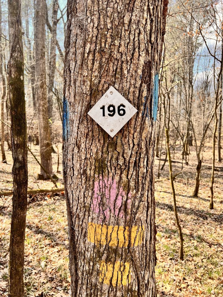 A close-up of a tree trunk featuring a diamond-shaped sign with the number '196' displayed prominently. Colorful paint markings in blue, pink, and yellow are visible near the sign, surrounded by a forest backdrop.