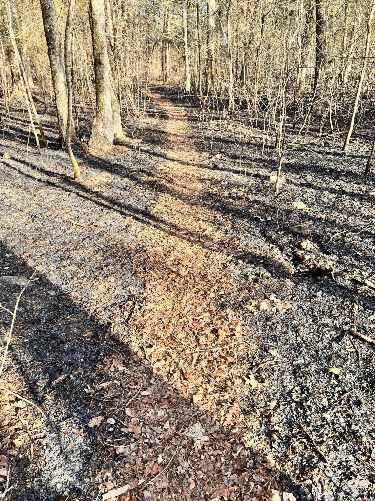 A forest trail showing signs of a recent fire, with blackened ground and leaf debris along the path.