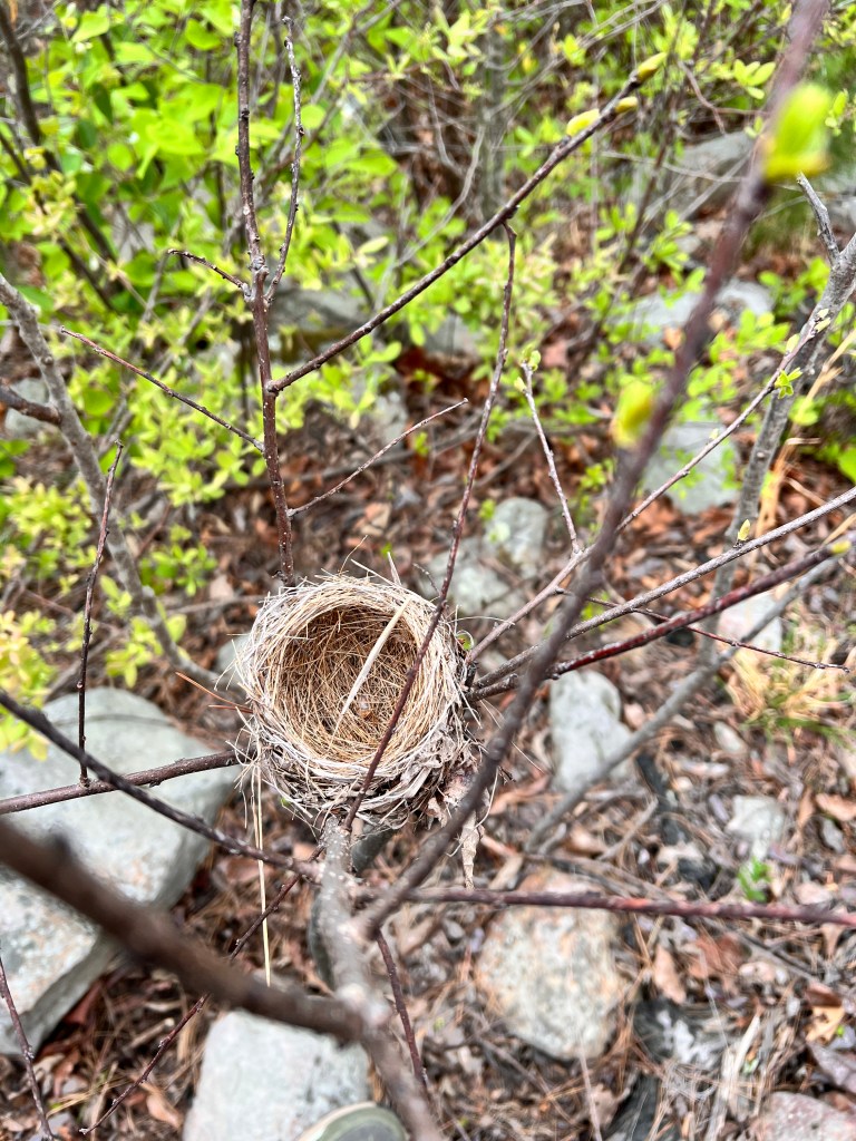 An empty bird's nest as seen from above.