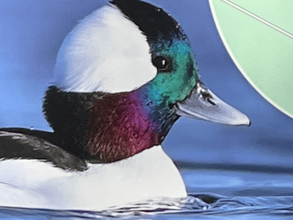 Bufflehead Bay Trail: Scenic and Sturdy on Lake&nbsp;Maumelle