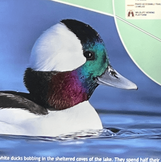 Bufflehead Bay Trail: Scenic and Sturdy on Lake&nbsp;Maumelle